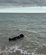 Load image into Gallery viewer, EVA Floating Tug and Play Reward Ball - Large 3.5" (9cm)