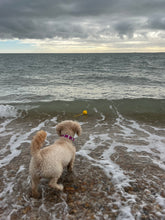 Load image into Gallery viewer, EVA Floating Tug and Play Reward Ball - Large 3.5" (9cm)