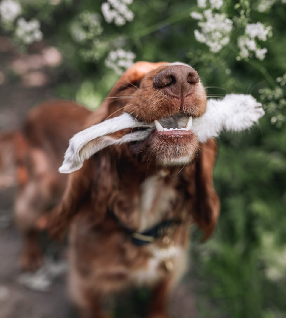 Hairy Rabbit Ear – Wild Pup Shop